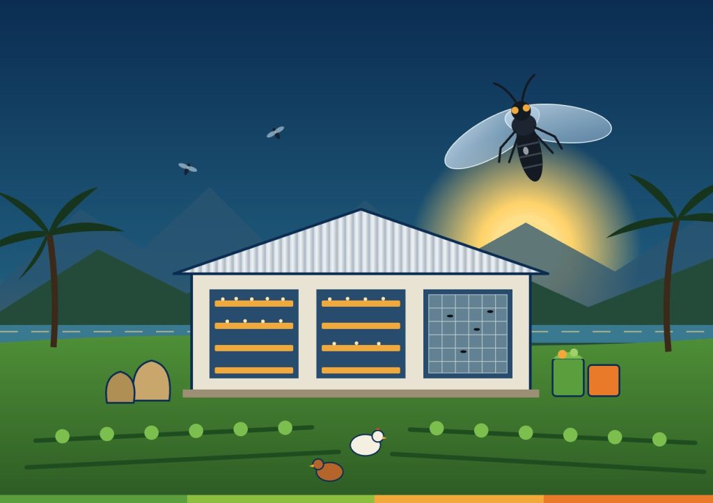 Illustration of the Edai Town black soldier fly facility with larvae trays, a fly cage, gardens and chickens