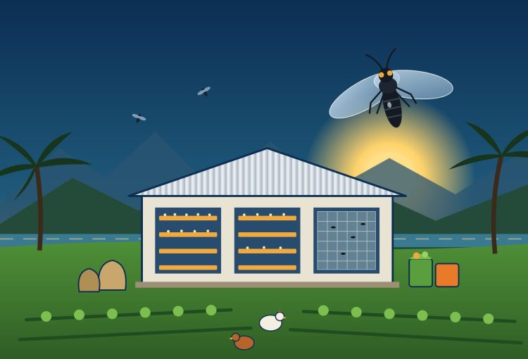 Illustration of the Edai Town black soldier fly facility with larvae trays, a fly cage, gardens and chickens