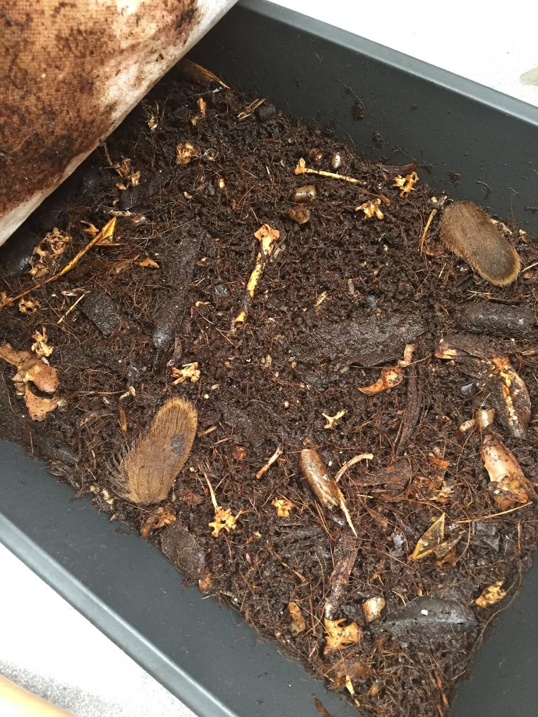 Frass: the dark, crumbly fertiliser left after larvae finish feeding