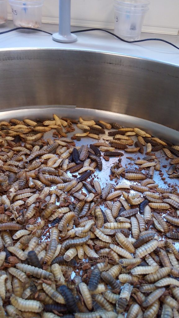 Mature larvae and dark prepupae ready for harvest