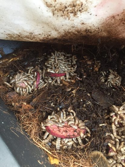 Bigger is greener: industry leaders say scale is shrinking insect protein’s carbon footprint