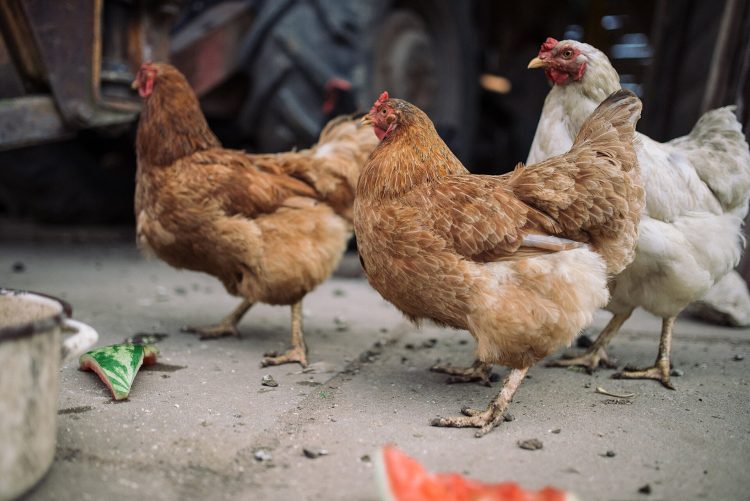 Central Province poultry farm halves feed costs with black soldier fly, wins Innovation PNG award
