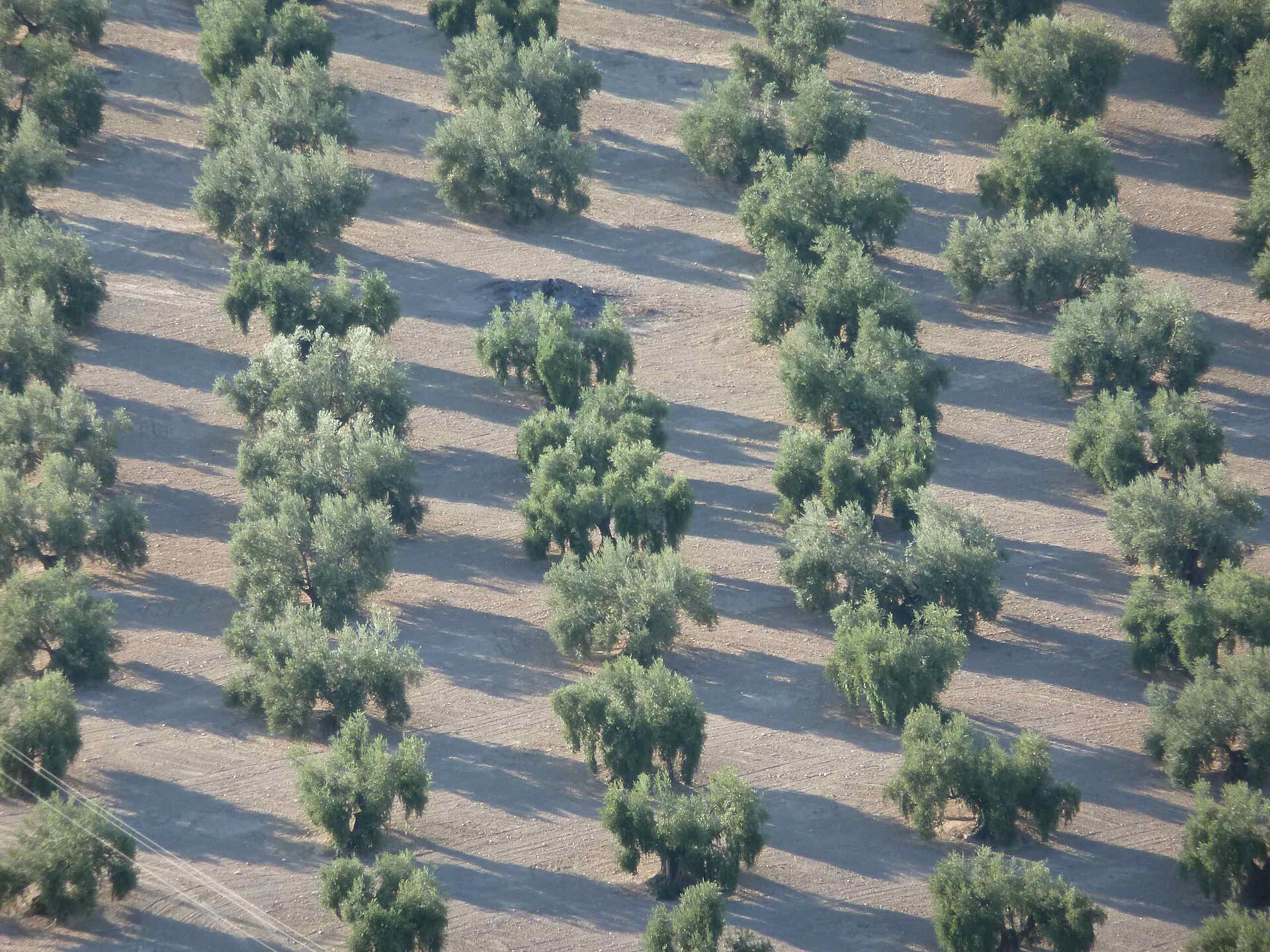 From olive waste to insect protein: Spain’s InsectBiotech raises €7.2 million for BSF plant